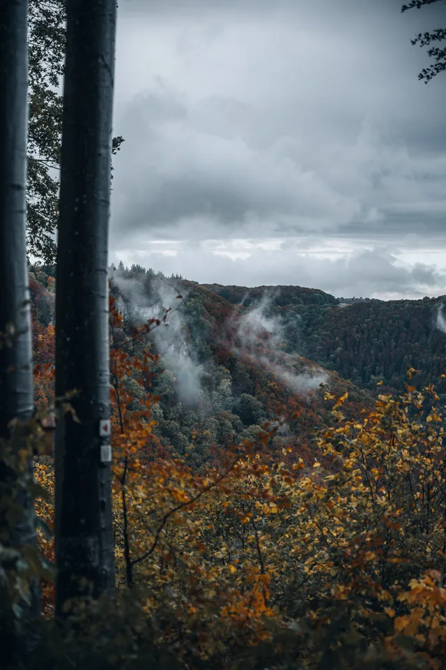 Nebel über dem Herbstwald